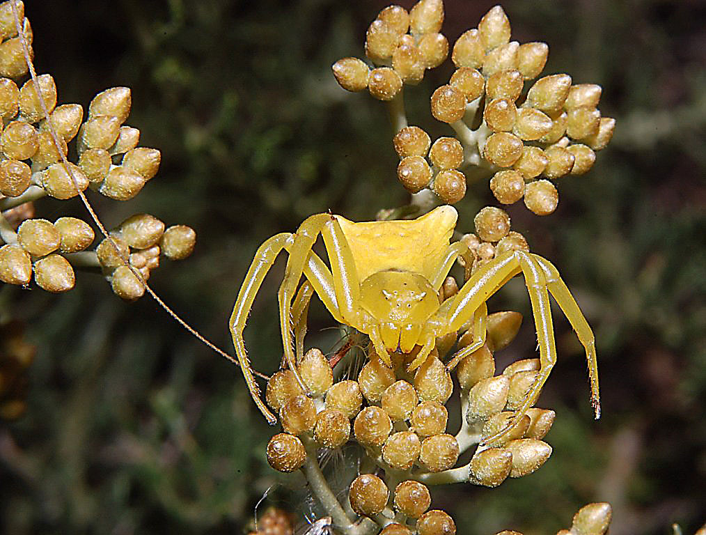 Il mistero della morte (scene di predazione di Thomisidae)